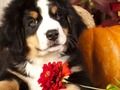 Igra Puzzle Pics Dodatek Dejstva  spletu