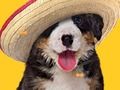 Igra Funny Dog: Hidden Bones  spletu