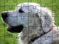 Igra Jigsaw Puzzle Udomačene živali  spletu