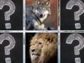 Igra Memory Match Jungle Živali spletu Igra Memory Match Jungle Živali spletu