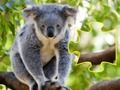 Igra Jigsaw Jam Animal spletu