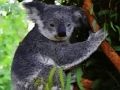 Igra Ljubki dojenček Koala Bear  spletu