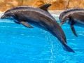 Igra Sestavljanka morskih delfinov  spletu