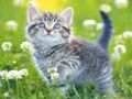 Igra Kittens Puzzle  spletu