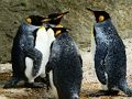 Igra Jigsaw King Penguin  spletu