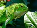 Igra Divja iguana  spletu