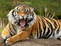 Igra Živali Jigsaw Puzzle Tiger  spletu