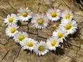 Igra Daisy Heart Jigsaw spletu