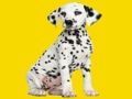 Igra Sestavljanka Phantom Pups spletu Igra Sestavljanka Phantom Pups spletu