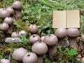 Igra Lancoperdon goba zemlja pobeg spletu