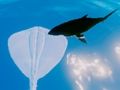 Igra Deskanje Stingrays  spletu