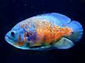 Igra Sestavljanka Tiger Fish  spletu