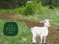 Igra Koza Najdi otroka  spletu