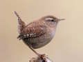 Igra Birdlingo spletu