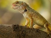 Igra Lizard Garden Seja spletu