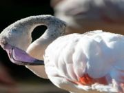 Igra Flamingo Bird Seja spletu