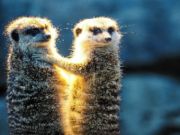 Igra Meerkat par skriva  spletu
