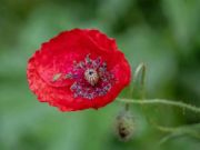 Igra Poppy Nature Flower Jigsaw  spletu