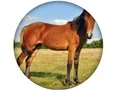 Igra Animal Quiz spletu