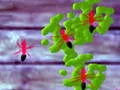 Igra Smash Ants spletu