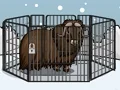 Igra Rescue The Musk Ox spletu