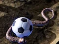 Igra Python Snake Simulator spletu
