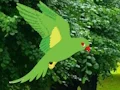 Igra Parrot Find The Nest spletu