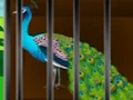 Igra Liberate the Caged Beauty spletu