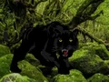 Igra Escape from Black Panther Forest spletu