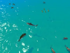 Igra Hungry Shark Hunt spletu