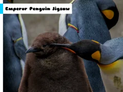 Igra Emperor Penguin Jigsaw spletu