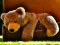 Igra Plush Teddy Bear spletu