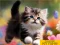 Igra Puzzle Sliding Kittens spletu