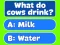 Igra Trivia! Best Family Quiz spletu