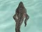 Igra Crocodile Simulator Beach Hunt spletu