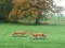 Igra Hunted Fox spletu