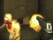Igra Exiled Zombies spletu