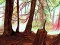 Igra Hidden Stars spletu