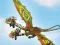 Igra Dragons: Drachenrennen spletu