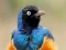 Igra Animal Puzzle: Wildlife & Logic spletu
