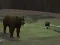 Igra Bear Den spletu