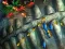 Igra Fishing King spletu