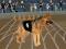 Igra Crazy Dog Racing Fever spletu