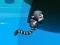Igra Jungle Jump spletu