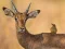 Igra Wild Deer Jigsaw spletu