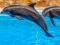 Igra Sea Dolphin Jigsaw spletu
