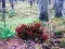 Igra Bernati Forest Adventure spletu