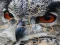 Igra Wild owl Jigsaw spletu
