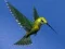 Igra Hummingbird House Escape spletu