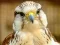 Igra Gyrfalcon Jigsaw spletu